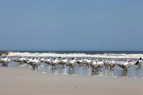 Royal tern Stock Photos