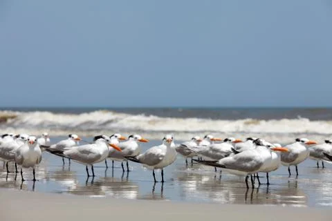 Royal tern Stock Photos