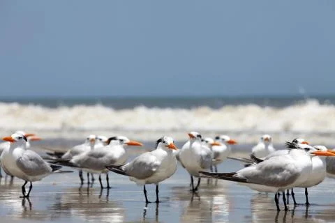 Royal tern Stock Photos
