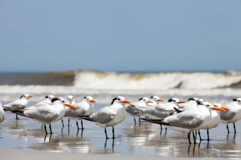 Royal tern Stock Photos