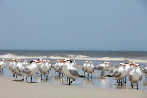 Royal tern Stock Photos