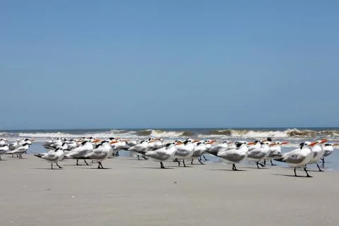 Royal tern Stock Photos