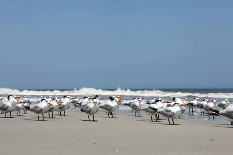 Royal tern Stock Photos