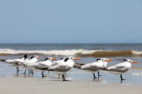 Royal tern Stock Photos