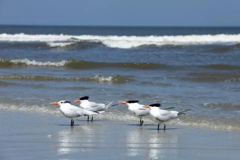 Royal tern Stock-Fotos