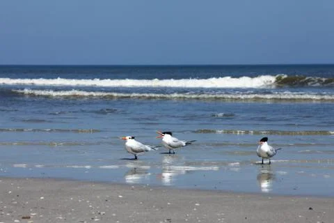 Royal tern Stock Photos