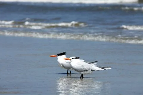 Royal tern Stock Photos