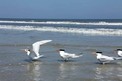 Royal tern Stock Photos