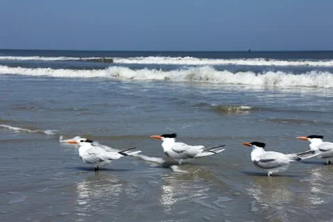Royal tern Stock Photos