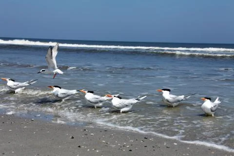 Royal tern Stock Photos