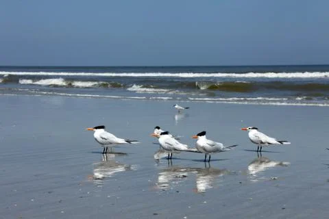 Royal tern Stock Photos