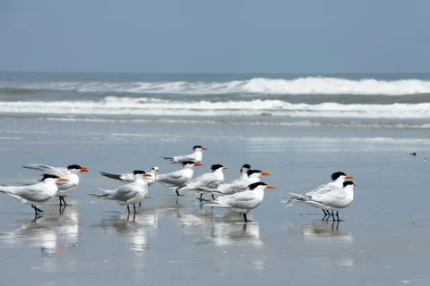 Royal tern Stock Photos