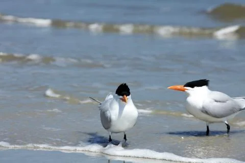 Royal tern Stock Photos