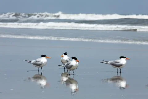 Royal tern Stock Photos