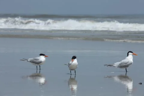 Royal tern Foto stock