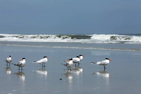 Royal tern Stock Photos