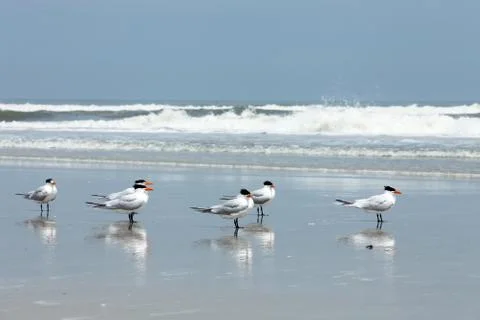 Royal tern Stock Photos