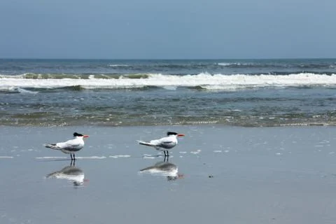 Royal tern Stock Photos