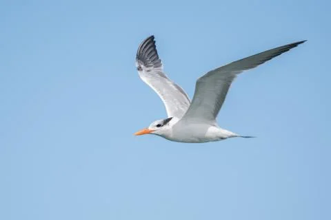 Royal Tern Stock Photos