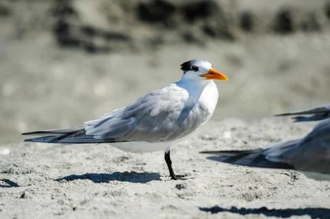 Royal Tern on sand Stock Photos
