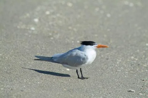 Royal tern (sterna maxima) Stock Photos