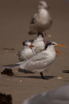 Royal Terns On The Beach Stock Photos