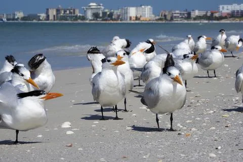 Royal Terns resting on a beach. Foto stock