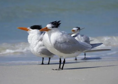 Royal Terns resting on a beach. Foto stock