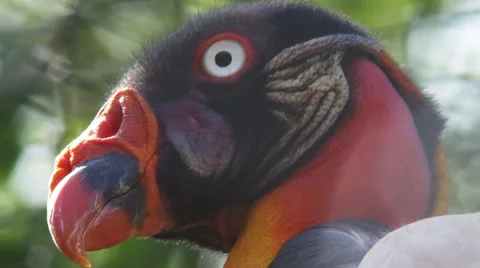 Royal Vulture Close Up Video stock 63032750