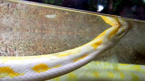 Royal yellow albino python reshapes skin. Pythonidae, a family of non-venomous Stock-Footage 205242078