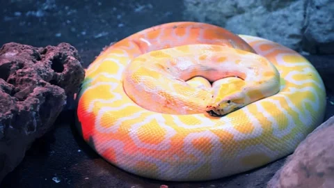 Royal Yellow python lying open-eyed in the terrarium at the zoo. Stock Footage 271365294