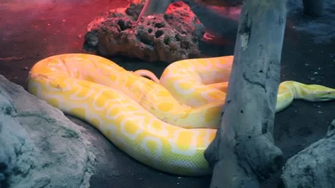 Royal Yellow python lying open-eyed in the terrarium at the zoo. Stock-Footage 272406325