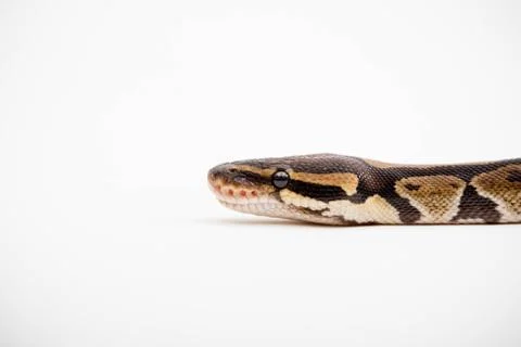 A Royal/Ball Python Stock-Fotos