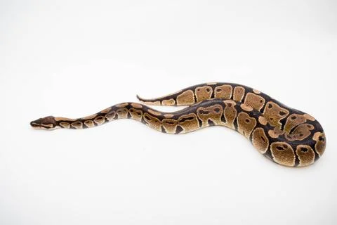 A Royal/Ball Python Stock Photos