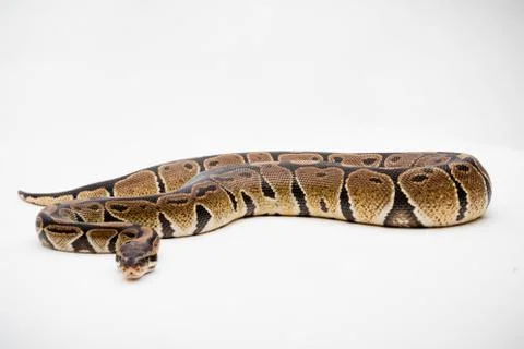 A Royal/Ball Python Stock-Fotos