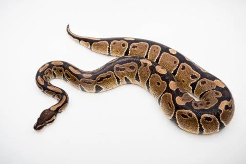 A Royal/Ball Python Stock-Fotos