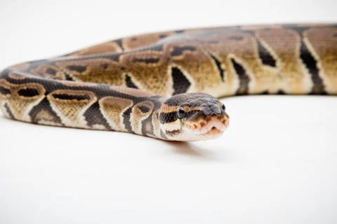 A Royal/Ball Python Stock-Fotos