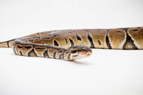 A Royal/Ball Python Stock-Fotos