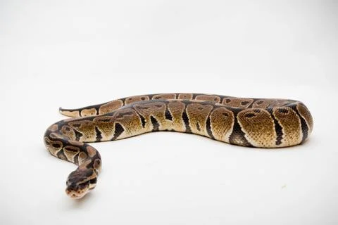 A Royal/Ball Python Stock-Fotos