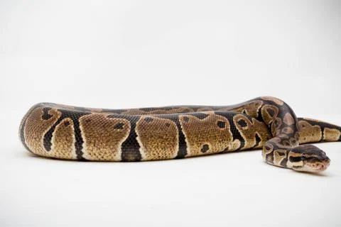 A Royal/Ball Python Stock-Fotos