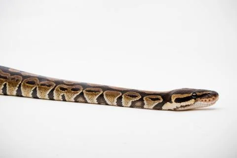 A Royal/Ball Python Stock Photos