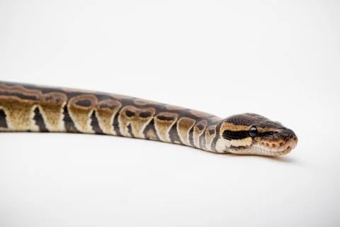 A Royal/Ball Python Stockfoto's