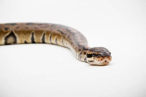 A Royal/Ball Python Stock-Fotos