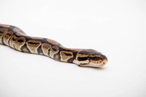 A Royal/Ball Python Stock-Fotos