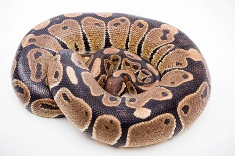 A Royal/Ball Python Stock-Fotos