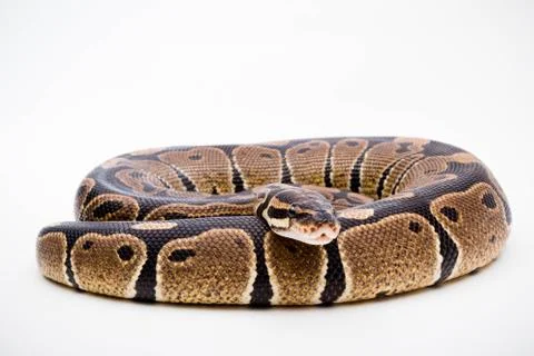 A Royal/Ball Python Stock-Fotos