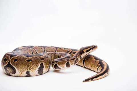 A Royal/Ball Python Stock Photos