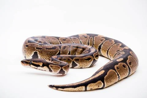 A Royal/Ball Python Stock-Fotos