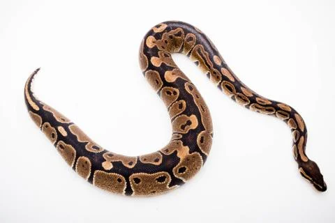 A Royal/Ball Python Stock-Fotos