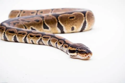 A Royal/Ball Python Stock-Fotos